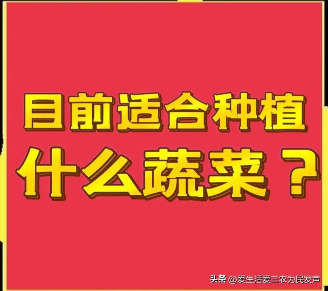 种什么菜好卖又赚钱（紫色白菜、紫色大白菜、紫色大白菜、紫色大白菜、紫色大白菜）