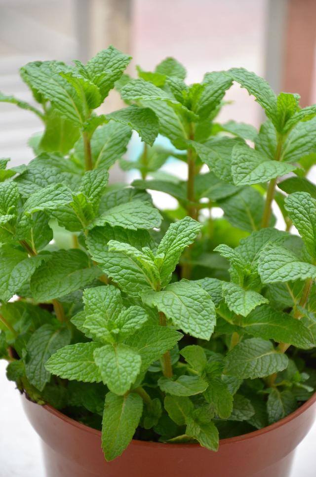 最好养的10种兰花（阳台上适合养什么花？）