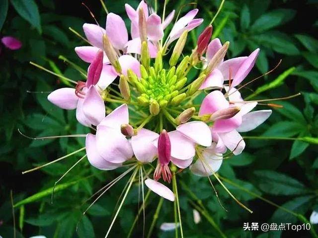 目前种植什么好（草花品种大盘点）