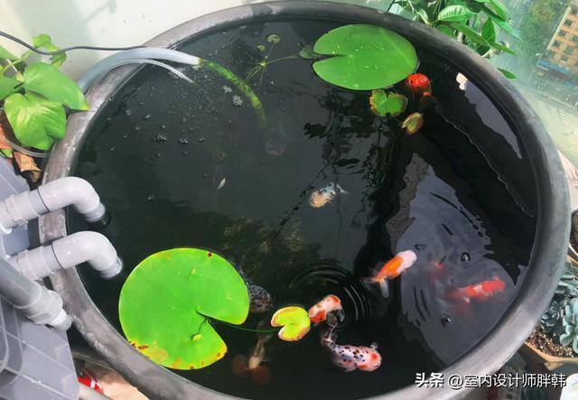 大门口种什么树对风水好又招财（农村俗语：“门前四树子孙富，五物进宅财源来”，什么意思？）