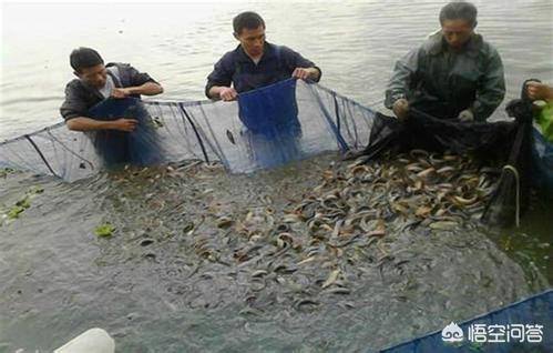 养泥鳅的利润（泥鳅养殖每亩投资成本以及养殖利润分析）