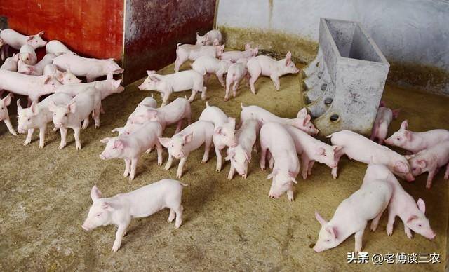 今年养猪怎么样?能不能赚钱?2023（2023年农村养猪赚钱吗？）
