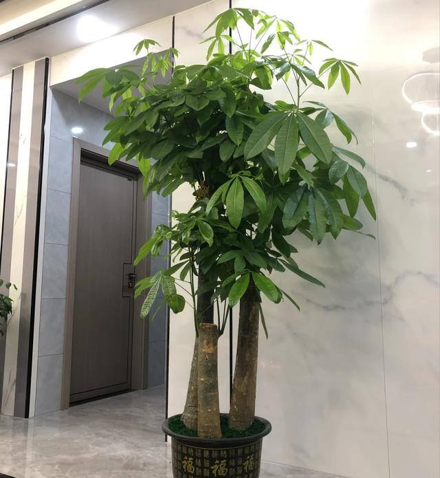 客厅养什么植物风水好（客厅最适合养大型绿植，这6种新型植物，好看好养护，养人养心）