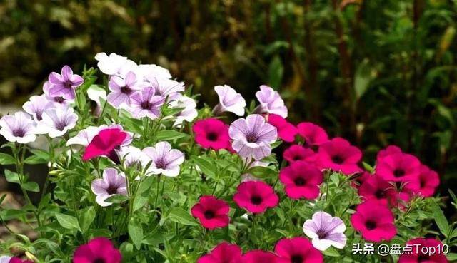 目前种植什么好（草花品种大盘点）