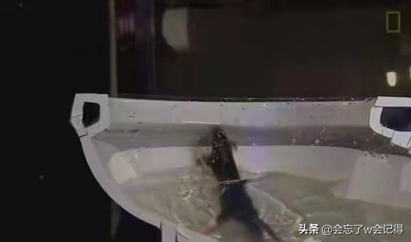 老鼠会从下水道爬到家里吗（老鼠怎么从下水道到达你家？）