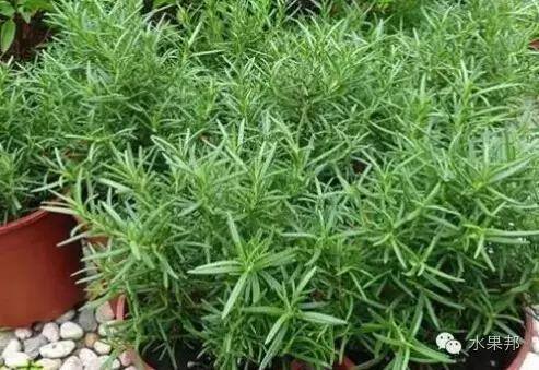 迷迭香种植方法及养护（迷迭香怎么修剪？）