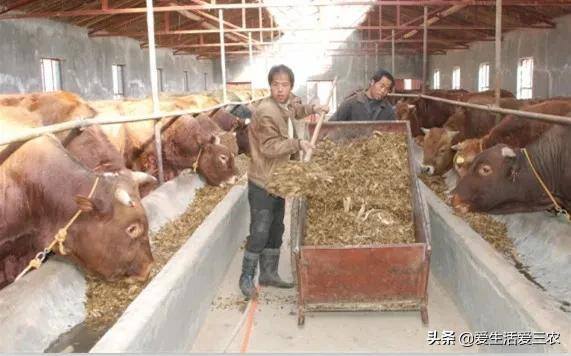 养牛的利润与成本（育肥牛的成本与利润）