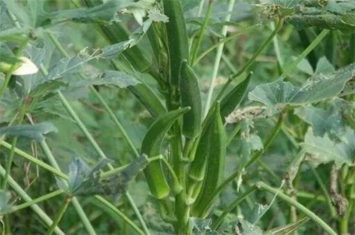 农村种植项目（盘点适合农村种植项目）