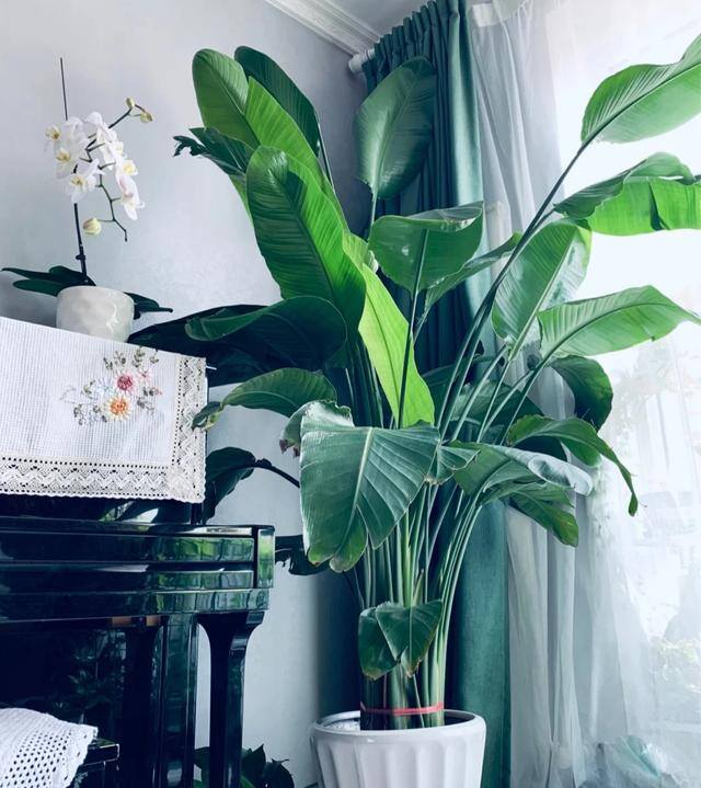 客厅养什么植物风水好（客厅最适合养大型绿植，这6种新型植物，好看好养护，养人养心）