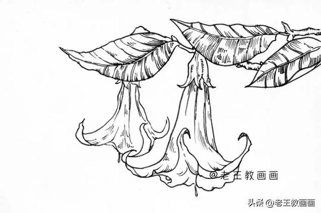 如何画花朵好看又简单（曼陀罗线描手稿，初学者都可以跟着临摹）