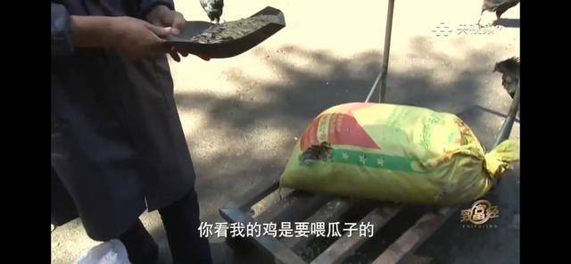 养多少鸡能赚20万（徐士乾养殖乌鸡失败，妻子的一句话，让他气走妻子）