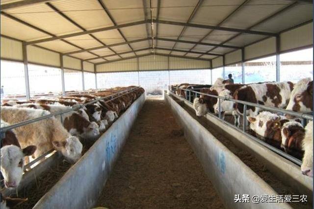 养牛的利润与成本（育肥牛的成本与利润）