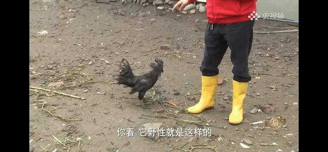 养多少鸡能赚20万（徐士乾养殖乌鸡失败，妻子的一句话，让他气走妻子）