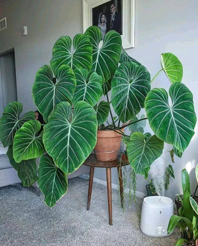 客厅养什么植物风水好（客厅最适合养大型绿植，这6种新型植物，好看好养护，养人养心）