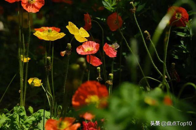 目前种植什么好（草花品种大盘点）