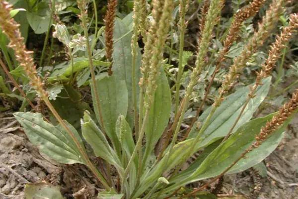 农村有哪些药材种植（草本植物有哪些？）