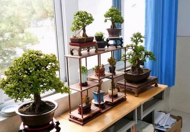 风水十大吉祥花（家里养这几种花卉，寓意着财运到金玉满堂，日进斗金，堆金如玉）