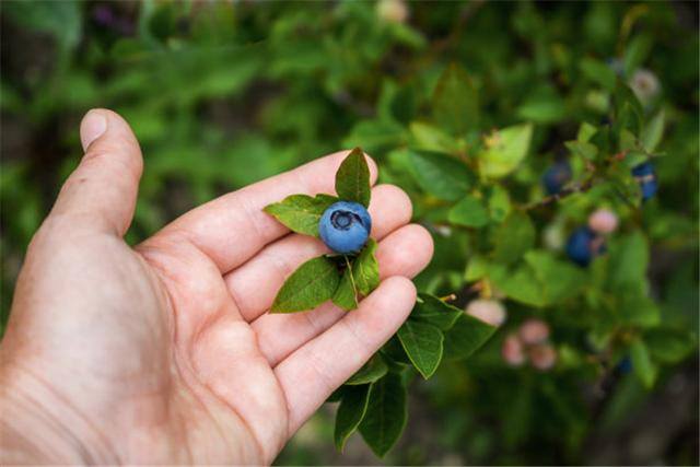 种植什么最赚钱农村（今年农村种植什么利润高？）