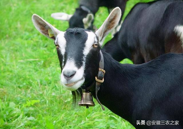 小型养殖什么最赚钱（农村大哥养殖1000只小羊羔，一个月收入30万！）
