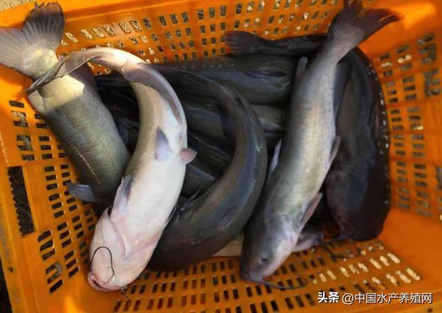 养什么鱼赚钱利润高（2022年鮰鱼市场还能否再创新高？）