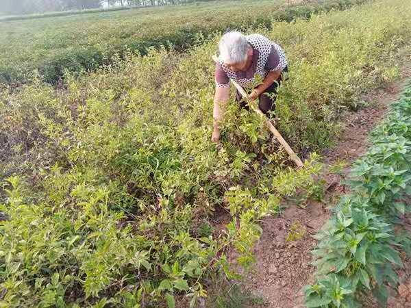 种一亩苍术三年赚多少钱（69岁农村大妈种植苍术，每亩收入14000元）