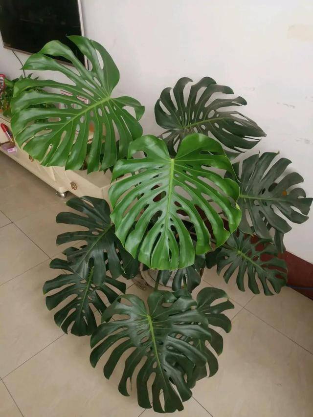 最好养的10种兰花（阳台上适合养什么花？）