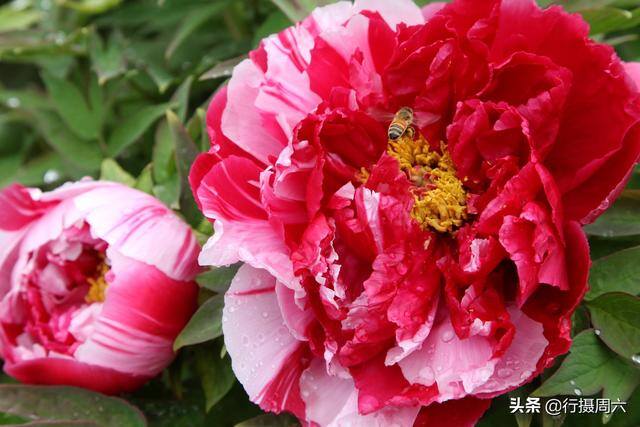 手工活300一天在家做（杜大爷家的牡丹园）