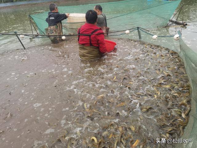 一亩泥鳅一年赚多少（泥鳅养殖的投入成本怎么样？）