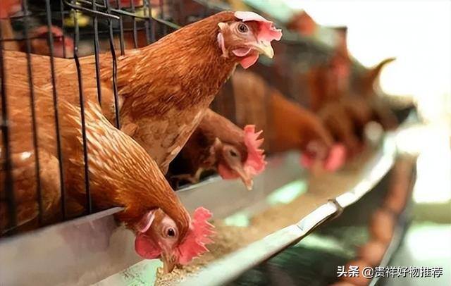 养殖业什么挣钱（养殖业什么最赚钱养殖业的前景怎样）