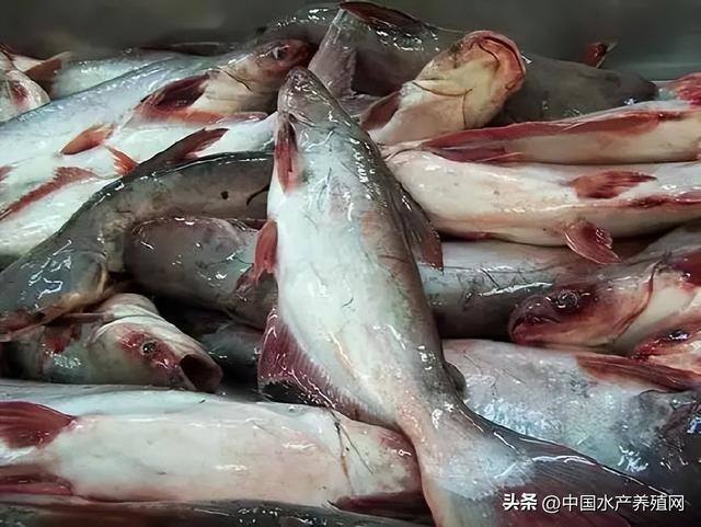 养什么鱼赚钱利润高（2022年鮰鱼市场还能否再创新高？）
