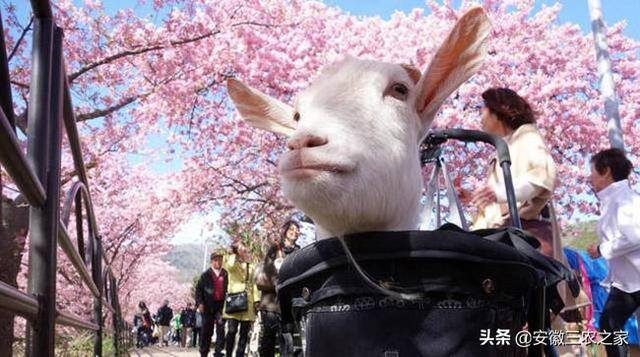 小型养殖什么最赚钱（农村大哥养殖1000只小羊羔，一个月收入30万！）