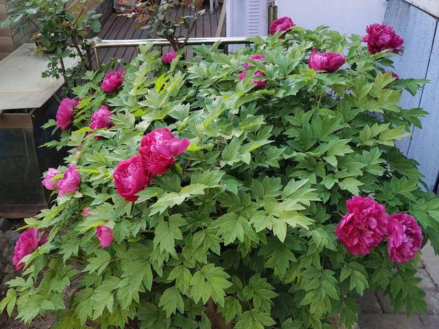 庭院花卉种植品种（院子里养这几种花，不怕冷不怕热，冬季零下也能开花不断！）