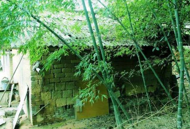 门口种竹子风水十大禁忌（“门前不栽竹，房后不栽树”，这四个地方不能种竹子，你知道吗？）