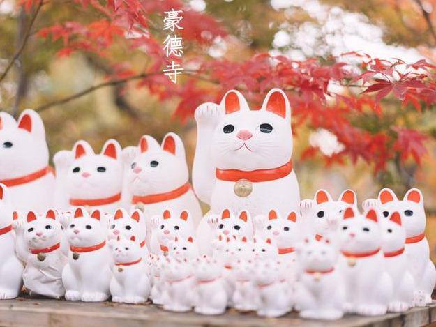 发财毛一般长在哪里（日本旅行攻略之“招财猫”）