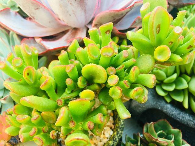 吸财树怎么养才能更旺盛（10月养吸财树，一旦降温严重，就会不利于吸财树红彤彤的很招财了）