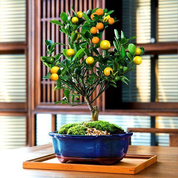 风水十大吉祥花（家里养这几种花卉，寓意着财运到金玉满堂，日进斗金，堆金如玉）