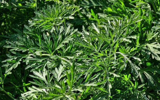 种植艾草一亩利润多少（种植艾草前景如何？有哪些优势？）