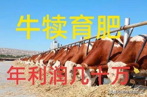 养牛的利润与成本（育肥牛的成本与利润）