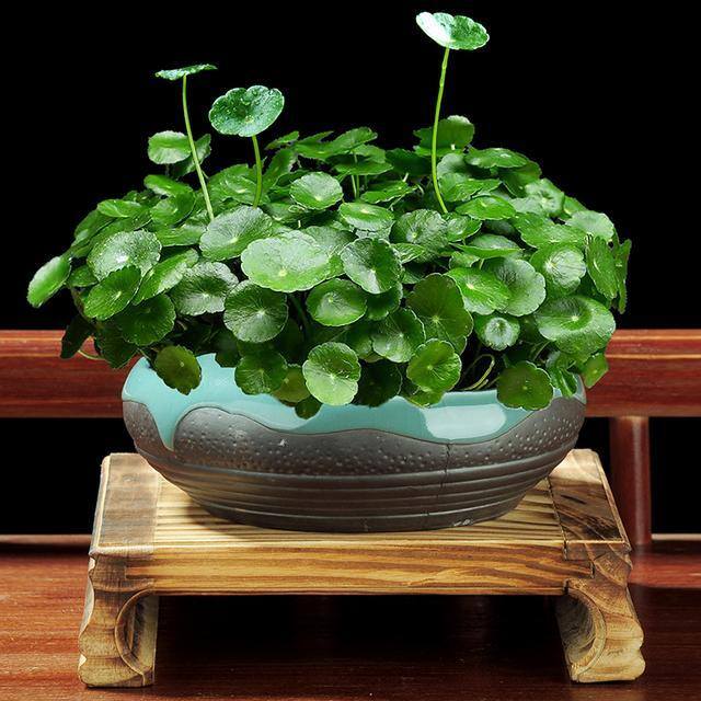 最好养的10种兰花（阳台上适合养什么花？）