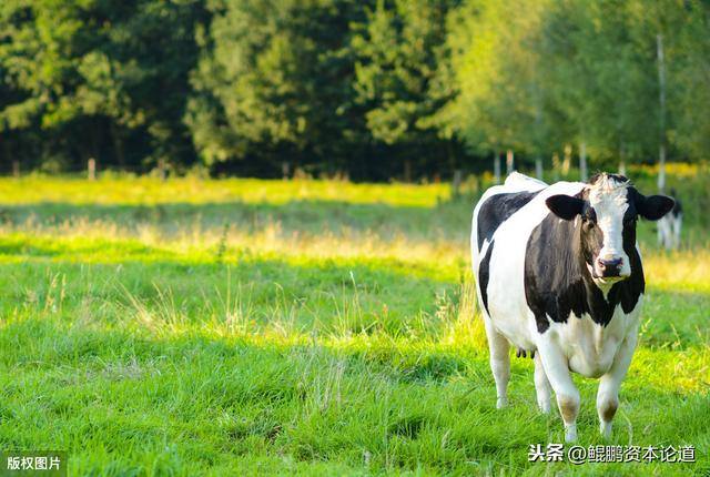 牛粪怎么处理最挣钱（黄炳权养殖牛粪养喂鸡喂鱼年赚300万）