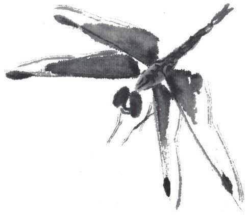 画蜻蜓又简单又漂亮（蜻蜓的基本画法蝗虫的基本画法）
