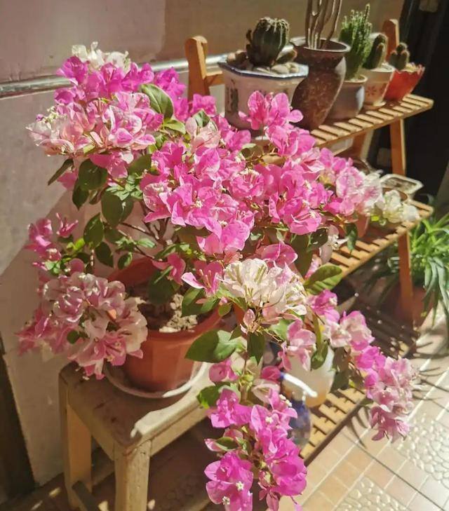 最好养的10种兰花（阳台上适合养什么花？）