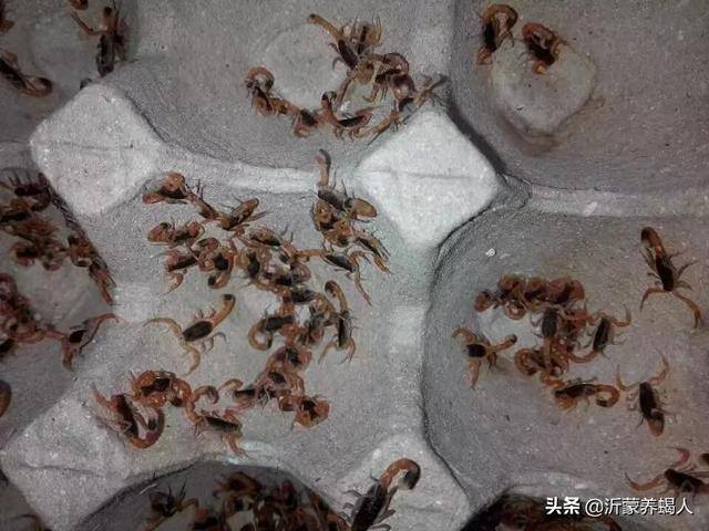 养殖蝎子致富（养蝎子能赚钱吗？）