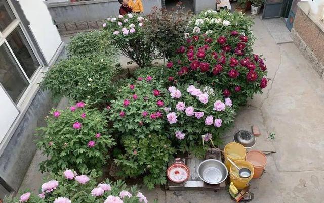 庭院花卉种植品种（院子里养这几种花，不怕冷不怕热，冬季零下也能开花不断！）