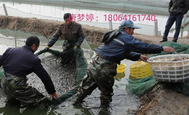 泥鳅养殖前景与利润（2020年养泥鳅前景如何？）