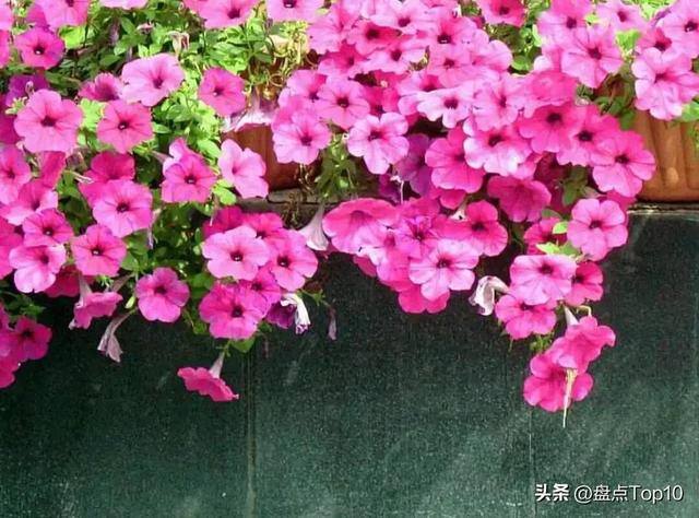 目前种植什么好（草花品种大盘点）
