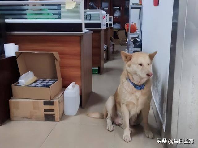 养多少狗一年赚二十万（工厂老员工月入过万，狗狗被拴屋外14年）