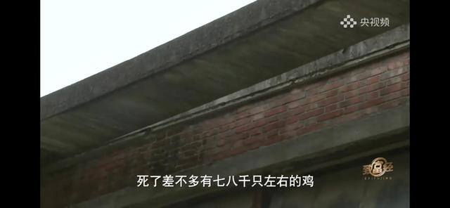 养多少鸡能赚20万（徐士乾养殖乌鸡失败，妻子的一句话，让他气走妻子）