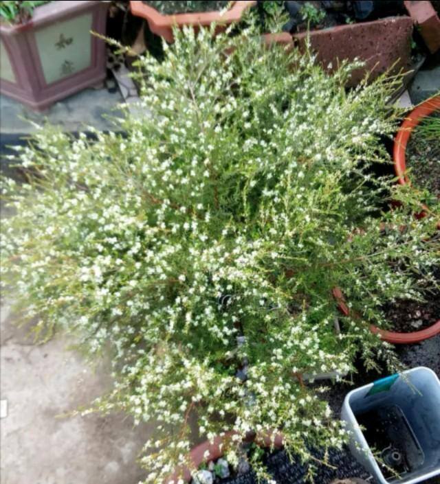 木命人干什么容易发财（农村这种植物，过去人们把它扎成扫把，如今成了农民的新宠）