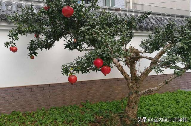 大门口种什么树对风水好又招财（农村俗语：“门前四树子孙富，五物进宅财源来”，什么意思？）